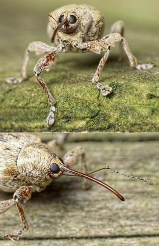 Réf. 151 449 : Curculio pellitus