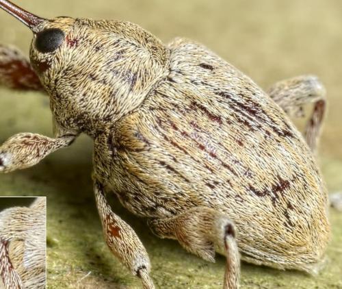 Réf. 151 538 : Curculio pellitus