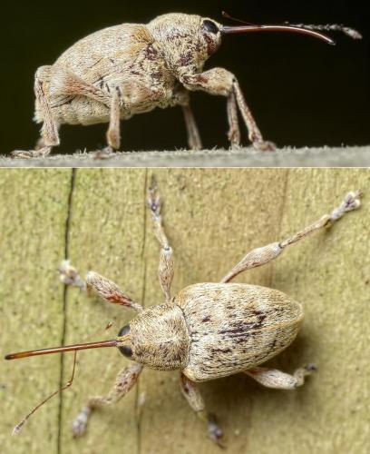 Curculio pellitus