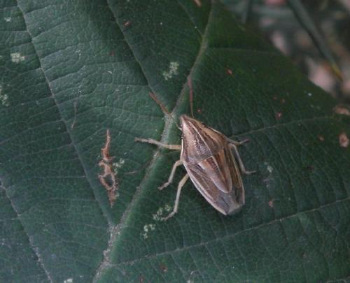 Aelia acuminata
