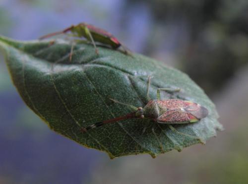 Pantilius tunicatus