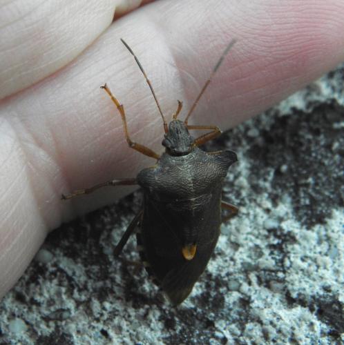 Pentatoma rufipes