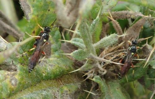 Ctenichneumon panzeri