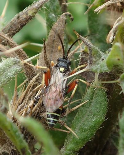 Ctenichneumon panzeri