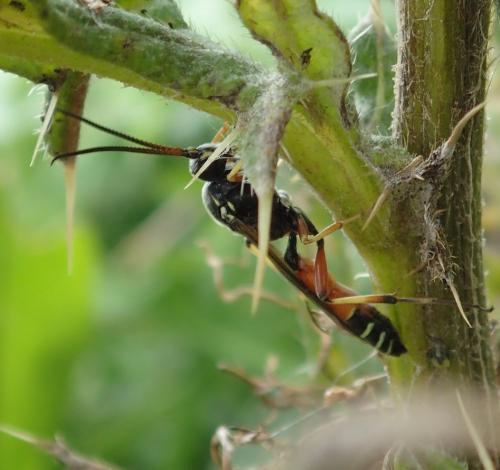 Ctenichneumon panzeri