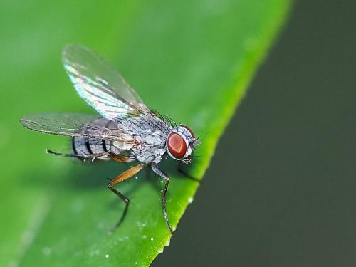 Coenosia sp.