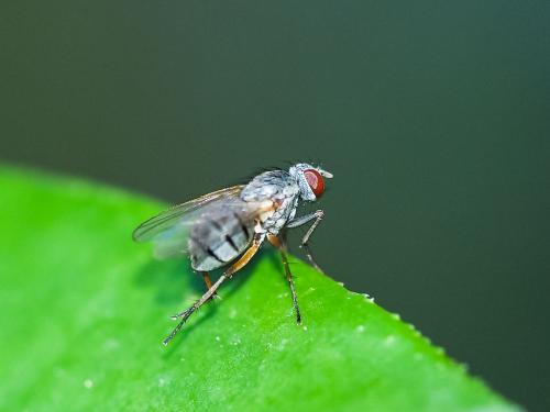 Coenosia sp.