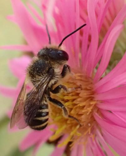 Réf. 151 621 : Megachile sp.