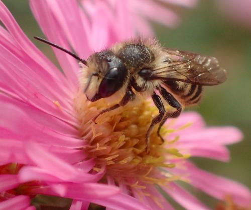 Réf. 151 622 : Megachile sp.