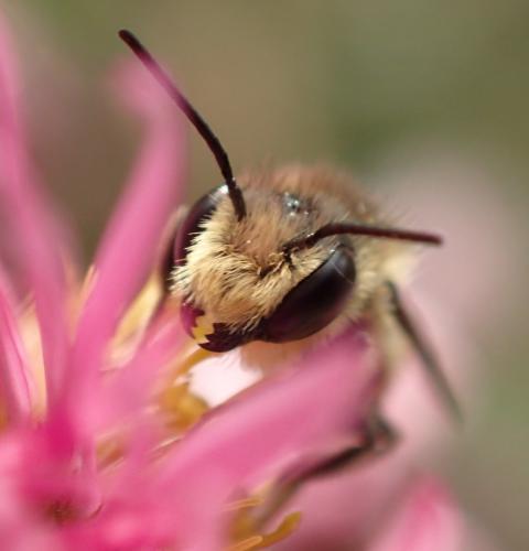 Réf. 151 623 : Megachile sp.