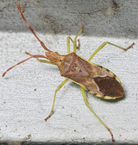 Réf. 151 064 : Gonocerus juniperi