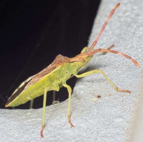 Réf. 151 065 : Gonocerus juniperi