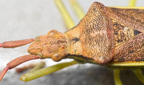 Réf. 151 066 : Gonocerus juniperi