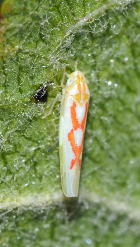 Zygina schneideri
