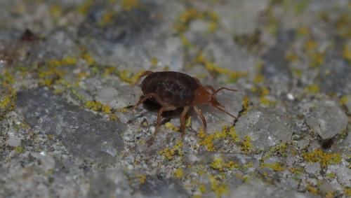 Odontoscirinae