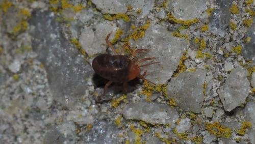 Odontoscirinae