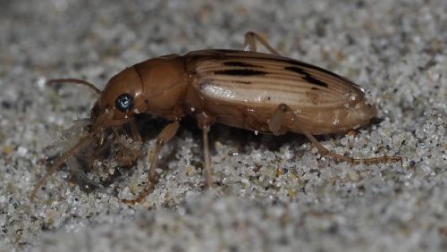 Nebria complanata
