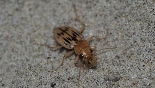 Nebria complanata