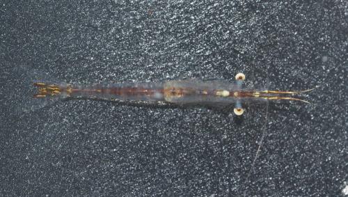 Leptomysis gracilis