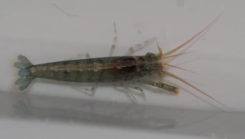 Athanas nitescens