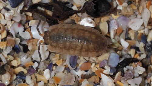 Porcellio scaber