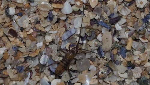 Réf. 151 411 : Pogonognathellus longicornis