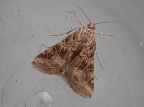 Hellula undalis