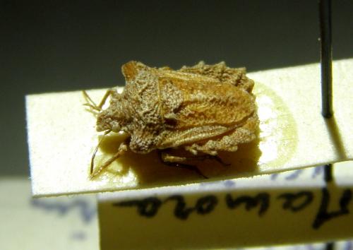 Leprosoma sp.