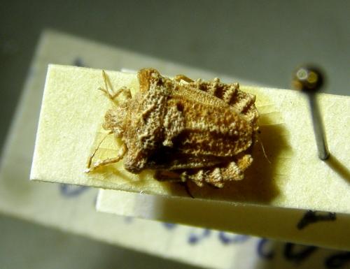 Leprosoma sp.