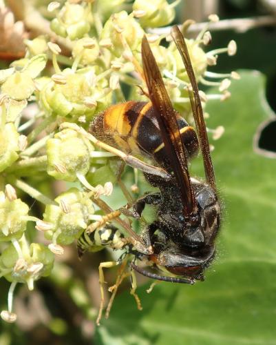 Vespa velutina