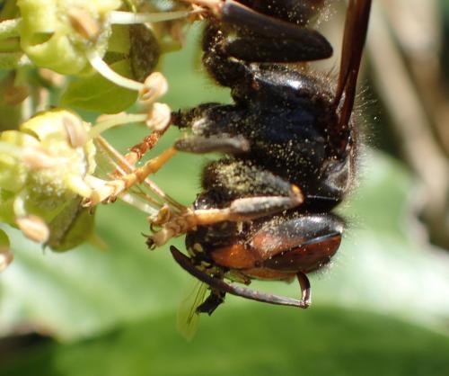 Vespa velutina