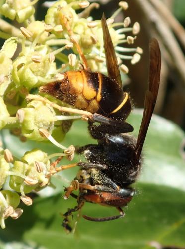 Vespa velutina