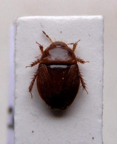 Geotomus sp.