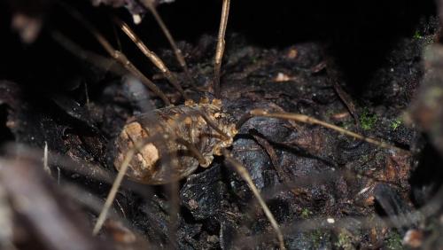 Nelima doriae