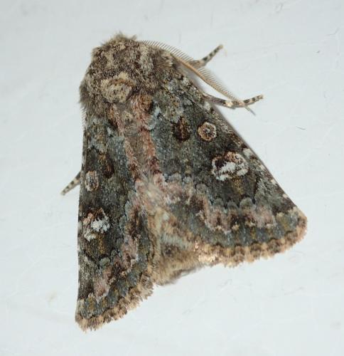 Réf. 151 723 : Polymixis lichenea