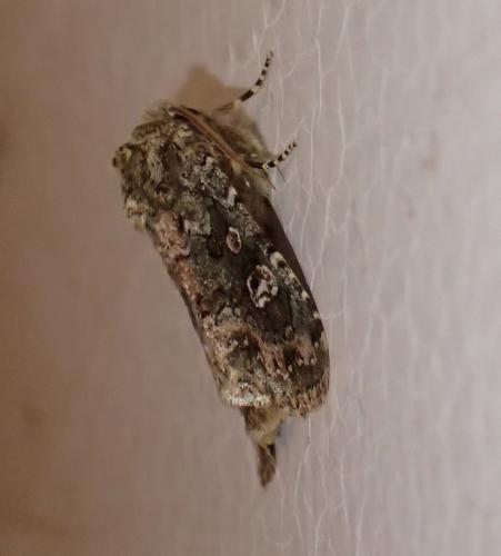 Réf. 151 724 : Polymixis lichenea