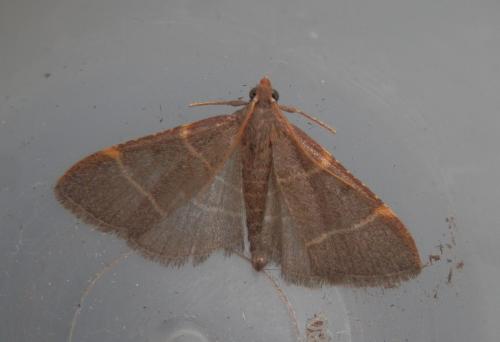 Hypsopygia glaucinalis