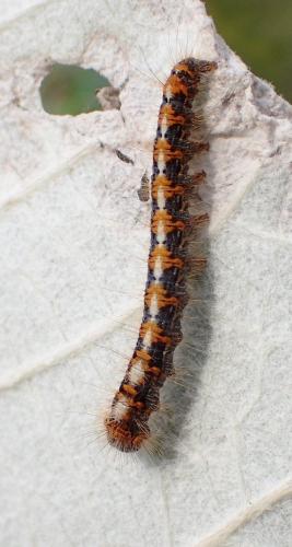 Lasiocampa quercus