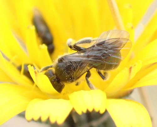 Lasioglossum sp.