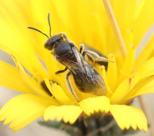 Lasioglossum sp.