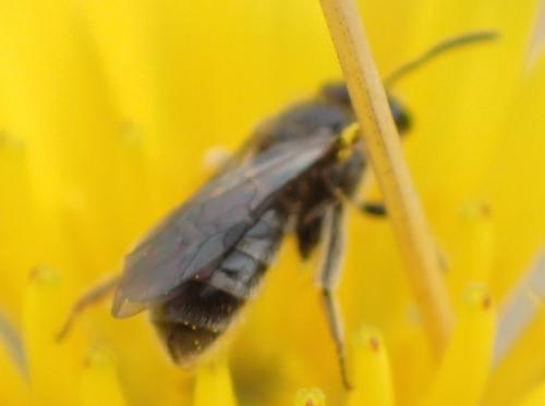 Lasioglossum sp.
