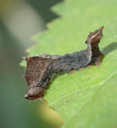 Réf. 151 884 : Cilix glaucata