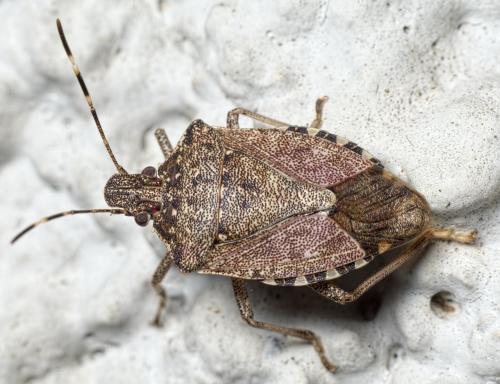 Réf. 151 950 : Halyomorpha halys