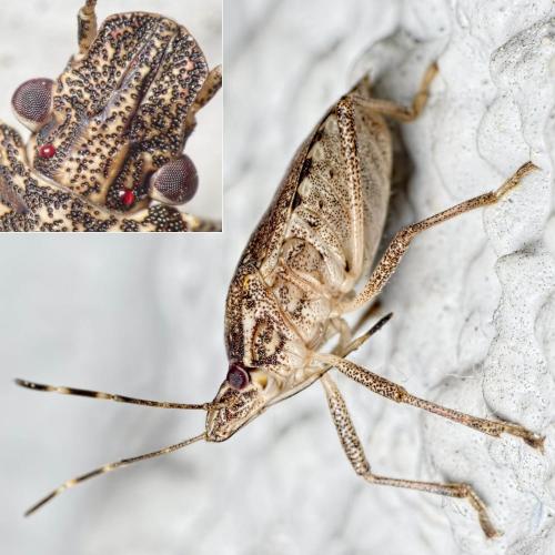 Halyomorpha halys