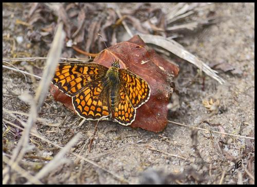 Réf. 151 111 : Melitaea phoebe