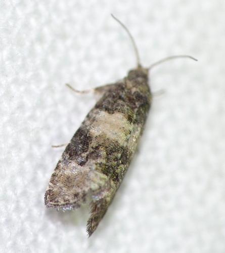 Réf. 151 614 : Piniphila bifasciana