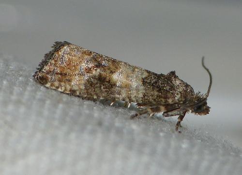 Piniphila bifasciana