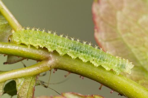 Réf. 151 070 : Monardis plana
