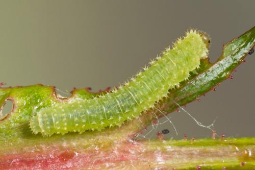 Réf. 151 069 : Monardis plana