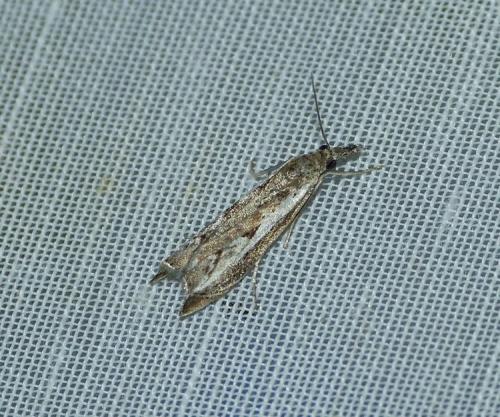 Réf. 151 678 : Platytes alpinella